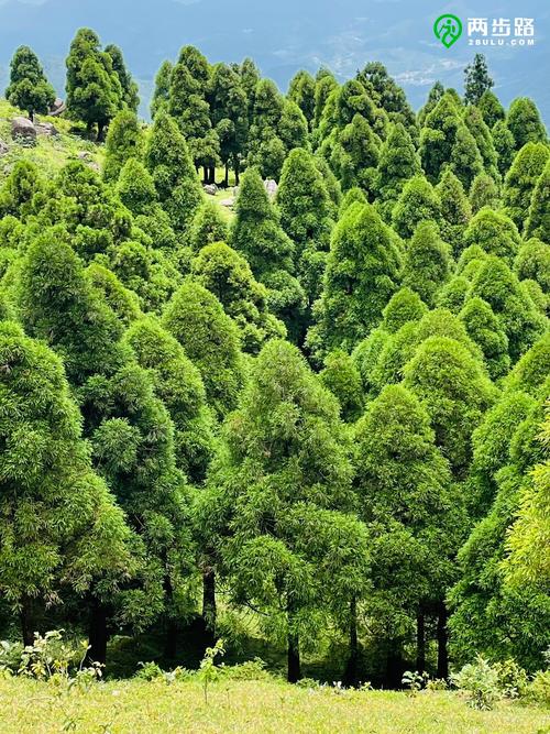 探秘78顶与望君顶 苍绿林业中的重装徒步之旅